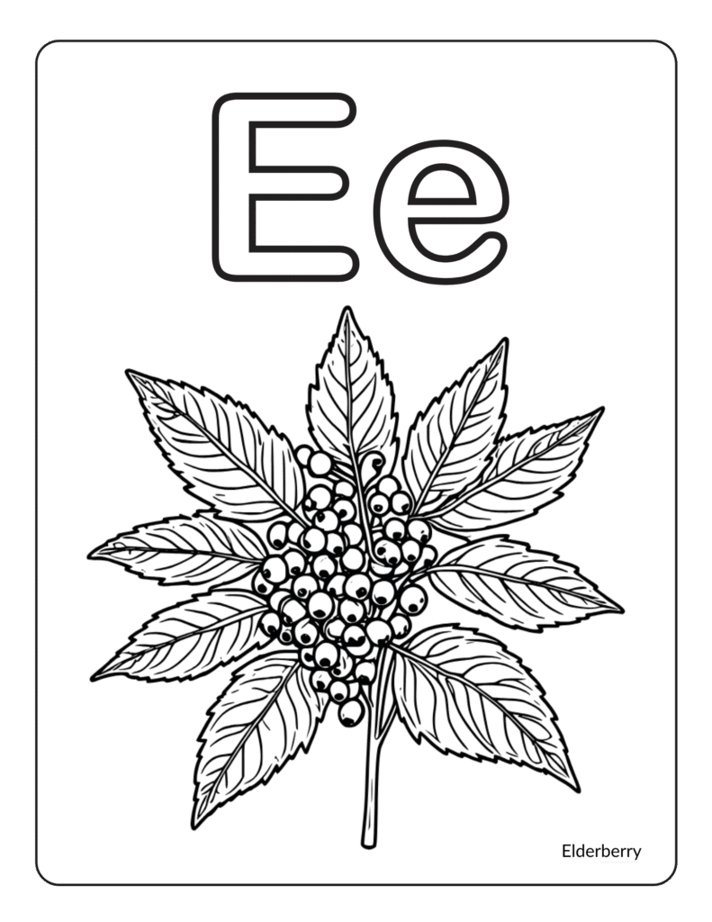Fruit Coloring Pages